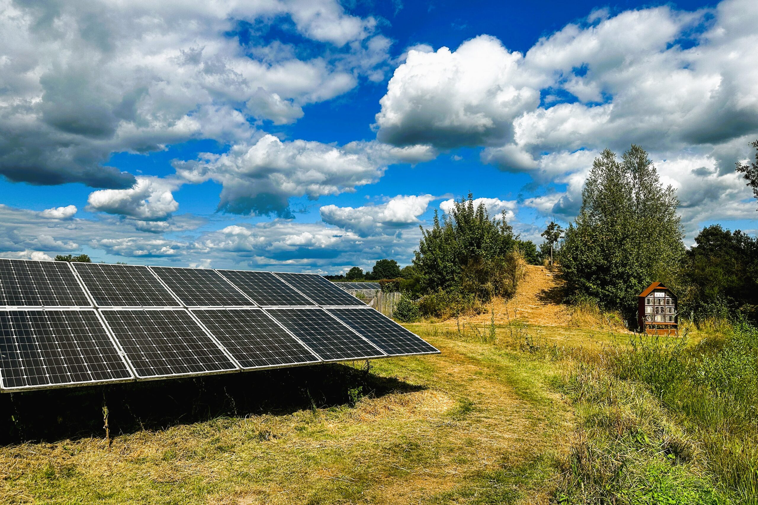 Biological Risks in Solar Plants: Case Studies, Root Causes, and Mitigation Strategies