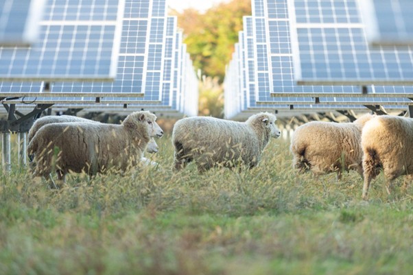 ソーラーグレージングとは？羊を用いた太陽光発電所の除草について、メリットや事例を紹介